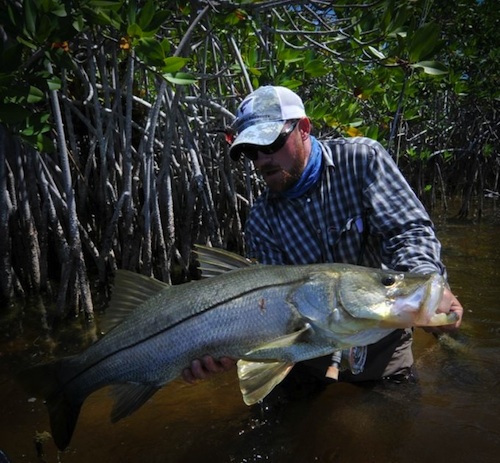 Image Of The Week Santa Rosa Lagoon Snook Angler s Tonic
